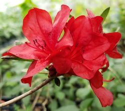 Midnight Flare Azalea, Rhododendron x 'Midnight Flare'